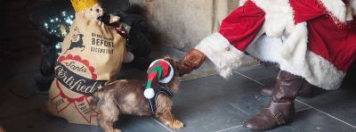 Santa and dog
